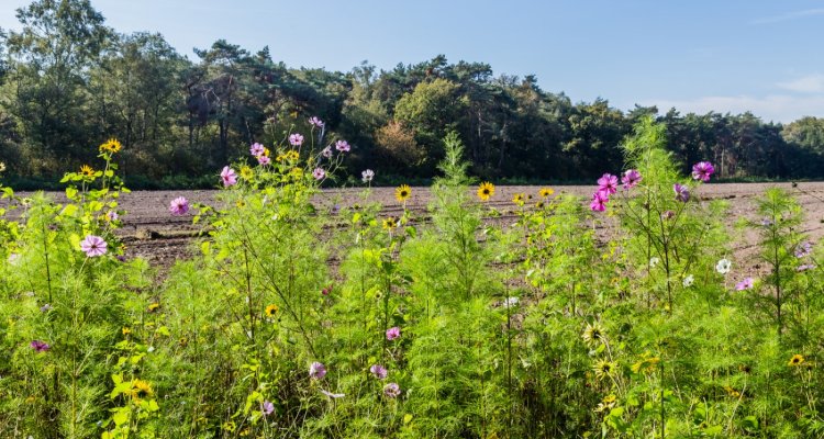 biodiversiteit_landbouw