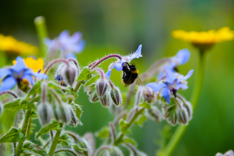 biodiversiteit_asn