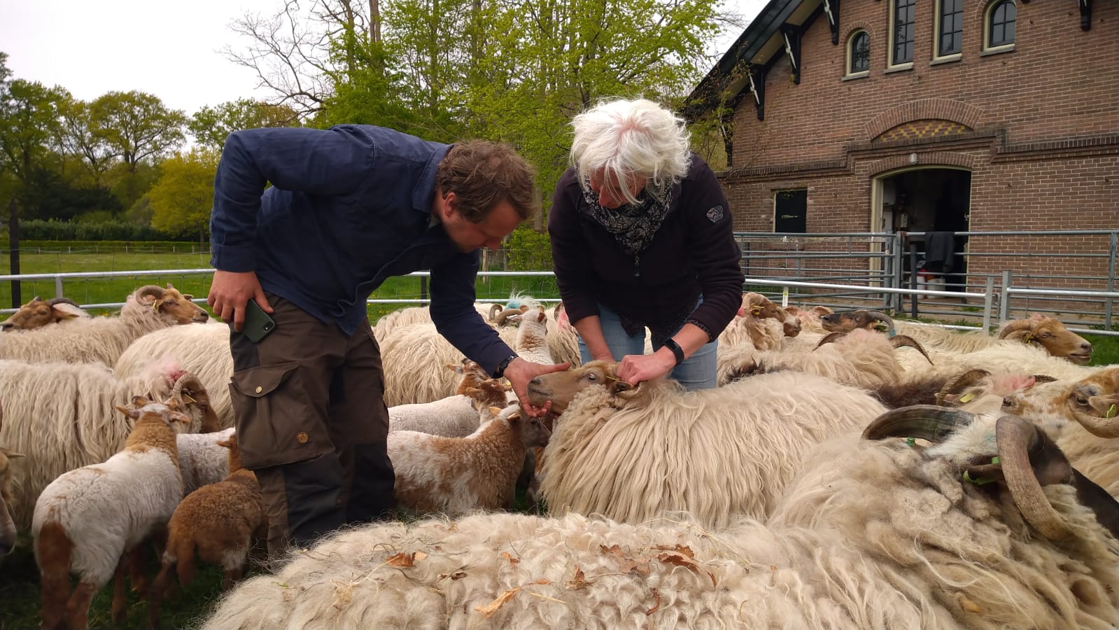 2. Daniel Versteegh inspecteert zijn kudde, foto Herders Bed