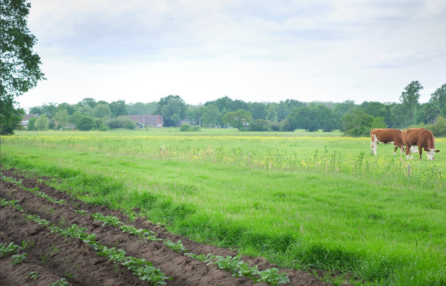 biologisch