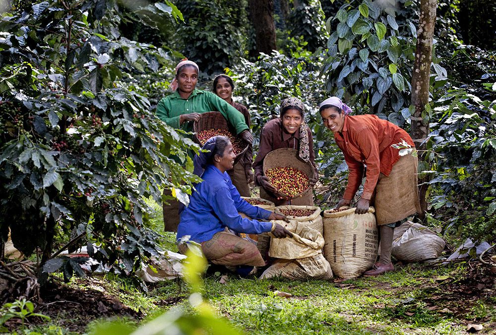 women-picking-coffee-india.jpg.optimal