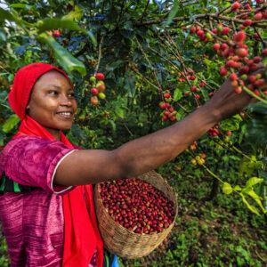 Young African woman collecting coffee cherries, East Africa