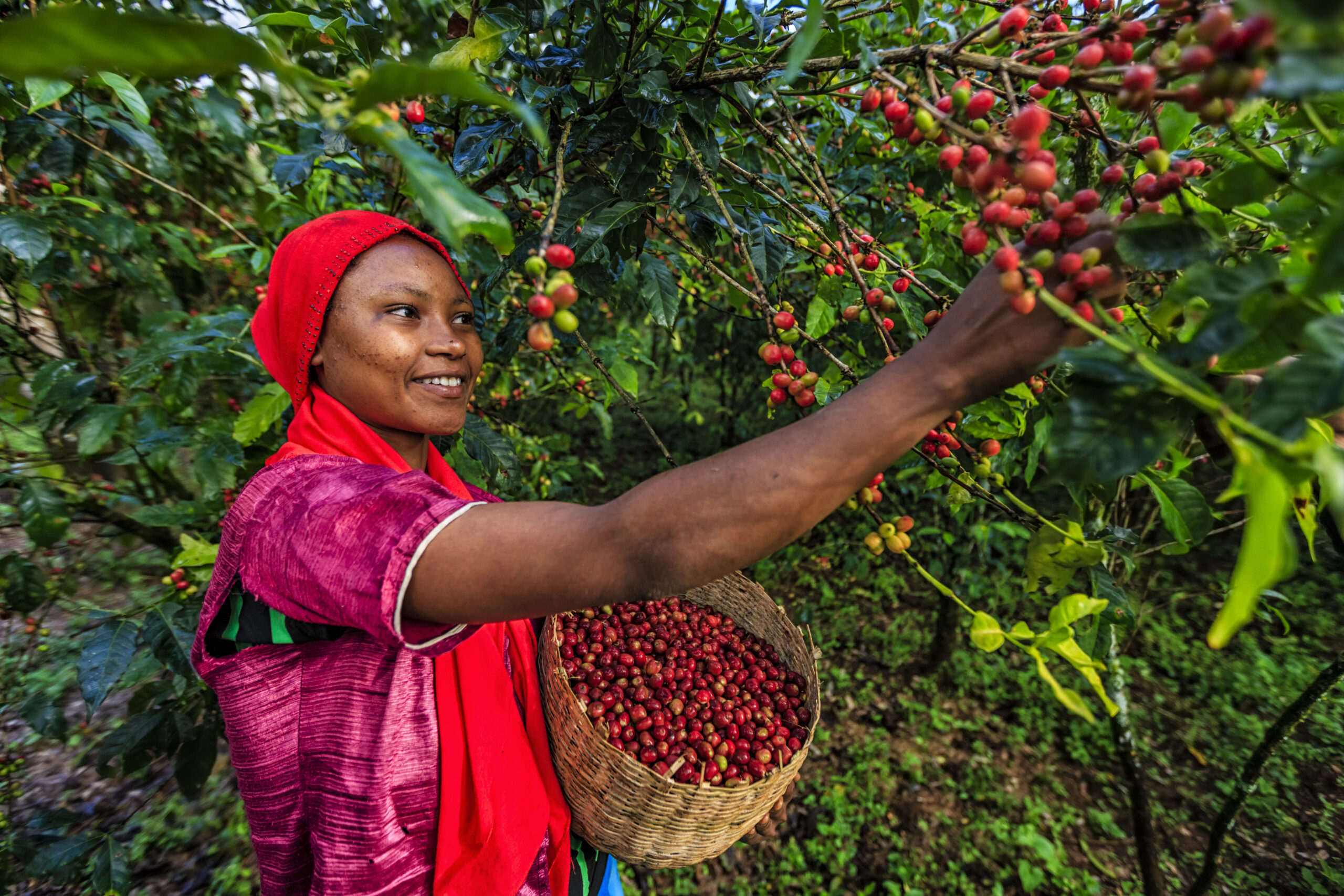 Young African woman collecting coffee cherries, East Africa