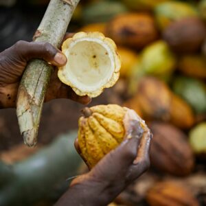 Farmer holding cocoa pod husk to be turned into biochar