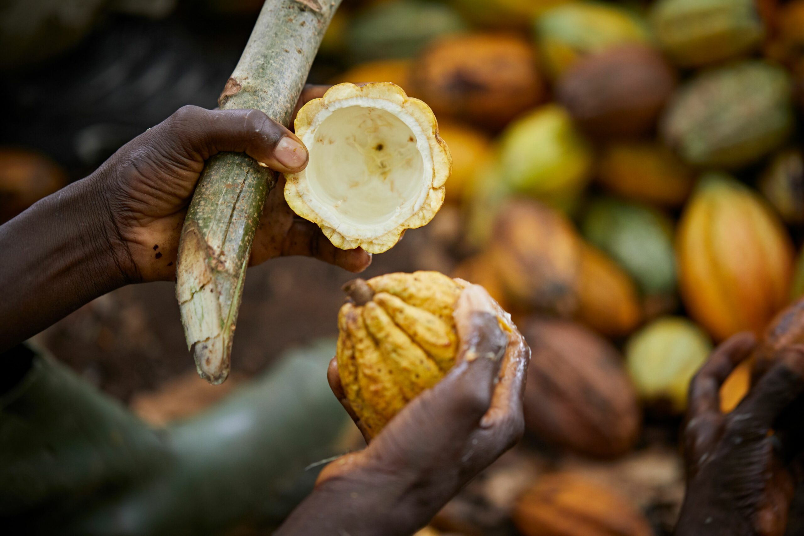 Farmer holding cocoa pod husk to be turned into biochar